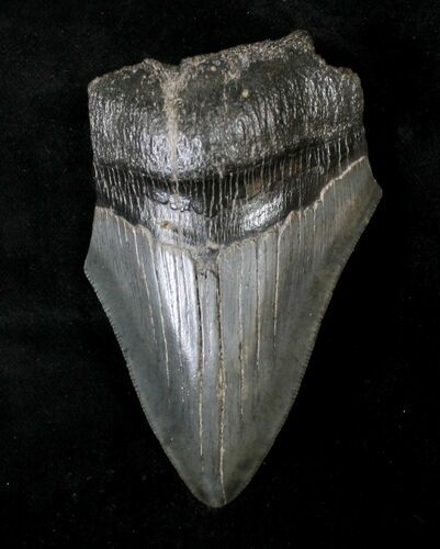 Bargain, Serrated Megalodon Tooth - South Carolina #19054